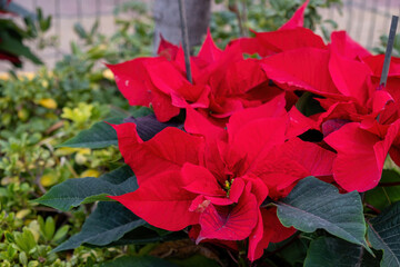 Christmas flower poinsettia red decorative plant and green leaf closeup view.