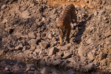 Tiger in the nature habitat. Tiger male walking head on composition. Wildlife scene with danger animal. Hot summer in Rajasthan, India. Dry trees with beautiful indian tiger, Panthera tigris