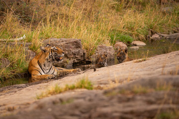 Tiger in the nature habitat. Tiger male walking head on composition. Wildlife scene with danger...