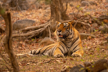 Tiger in the nature habitat. Tiger male walking head on composition. Wildlife scene with danger animal. Hot summer in Rajasthan, India. Dry trees with beautiful indian tiger, Panthera tigris