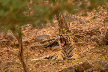 Tiger in the nature habitat. Tiger male walking head on composition. Wildlife scene with danger animal. Hot summer in Rajasthan, India. Dry trees with beautiful indian tiger, Panthera tigris