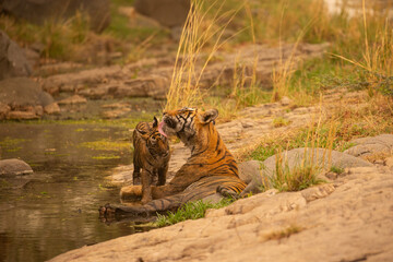 Tiger in the nature habitat. Tiger male walking head on composition. Wildlife scene with danger...