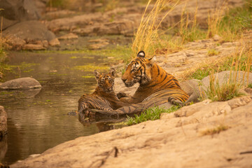 Fototapeta premium Tiger in the nature habitat. Tiger male walking head on composition. Wildlife scene with danger animal. Hot summer in Rajasthan, India. Dry trees with beautiful indian tiger, Panthera tigris