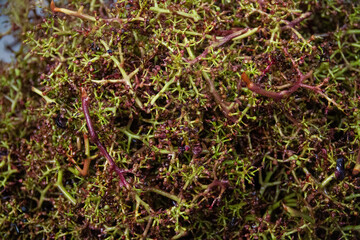 Maische Weintrauben Most  Beerenschalen