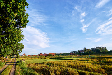 Beautiful landscape. Rice field and houses on horizon.