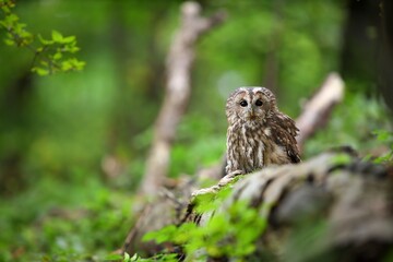 Tawny owl, strix aluco, sitting in green fresh forest with copy space. Brown bird looking to the camera in summer woodland. Feathered raptor resting on fallen tree.