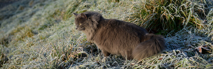 Chat à l'affût dans l'herbe gelée en hiver par un jour ensoleillé, format bannière