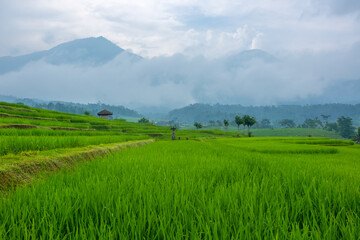 Rice Fields and Small Indonesian Village After Rain