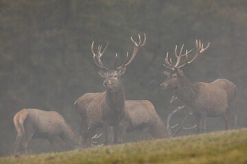 Herd of red deer, cervus elaphus, grazing on a green green grass covered by autumn fog. Group of wild animals with antlers and brown fur feeding in nature in horizontal composition.