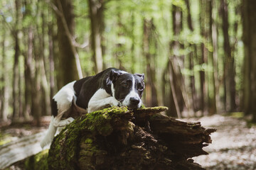 Moody dog portrait in the woods. Young cute doggy laying on an old and mossy tree trunk in a forest. Selective focus on the details, blurred background.