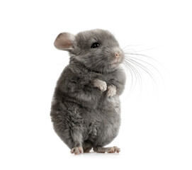 Obraz premium Gray chinchilla on white background