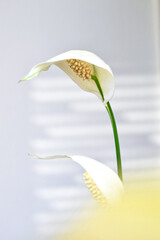Peace Lily, houseplant close up with white flowers. Spathiphyllum, interior plant with sunlight on white wall on blurred background