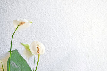 Peace Lily, houseplant close up with white flowers. Spathiphyllum, interior plant with sunlight on white wall on blurred background