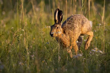 Foto op Aluminium Brown hare, lepus europaeus, jumping in grass in springtime sunlight. Wild rabbit running on sunlit meadow. Bunny moving on long field in spring. © WildMedia