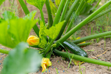 Growing Zucchini in organic garden