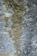 Moss on the rocks. Nature background. Green moss color texture. Rock wall texture