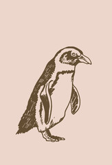 Graphical vector penguin , bird of Antarctica and the south coast of Africa, sepia illustration	
