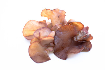 Jew's Ear Mushroom on a white background.