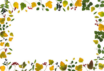 Autumn composition with frame of autumn leaves and berries. White background, free space for writing .Flat lay, top view