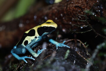 Poison dart frog dendrobates tinctorius patricia closeup
