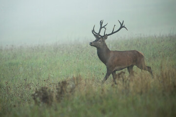 Naklejka na ściany i meble Majestic red deer, cervus elaphus, walking on meadow in morning mist. Proud stag moving on grassland in autumn fog. Antlered mammal going on pasture in fall.