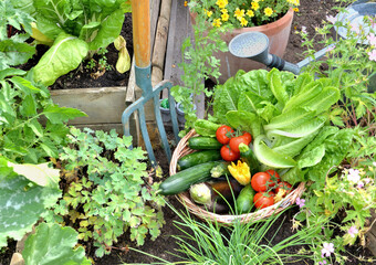  basket filled with freshly picked seasonal vegetables in the garden