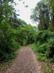 path in the forest