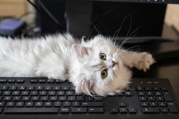 Closeup view of white persian chinchilla cat lying over black computer keyboard