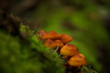 Little brown mushrooms in the forest