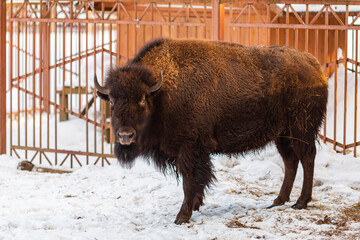 A large brown bison stands against the fence on a winter day in the park. © Людмила Щетинина