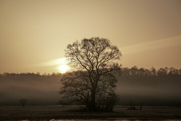 Autumn tree without leaves in the center of the frame at dawn. Beautiful autumn dawn