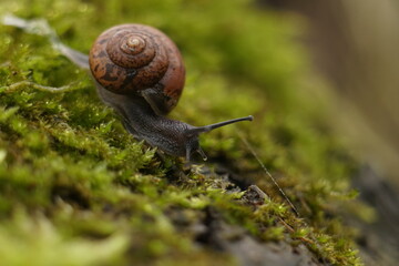 Macro close-up photograph of a Copse Snail (Arianta arbustorum) crawling over moss (Bryophyte species) with shallow depth of field