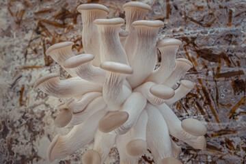 Grey Oyster mushroom cultivation growing in farm on straw substrate, close-up