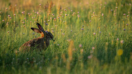European Brown Hare (Lepus europaeus) rests in a meadow, eats green grass. The hare is basking in the sun. A hare in the summer surroundings of farmland