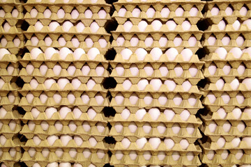  Fresh eggs in the egg factory.  Egg factory industry.