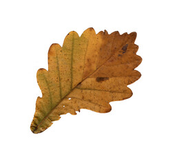 Autumn green-golden oak leaf, herbarium. Close-up shot. Autumn seasonal decor. Falling leaves banner template. Bright leaf of a forest tree. Flat lay of orange foliage. Isolated on white background.