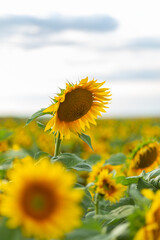 Beautiful sunflowers on background of sky.