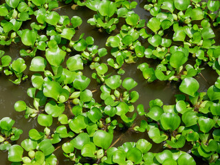 water hyacinth or Eichhornia crassipes. nature green background. plants on water