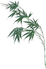 Obraz premium Tropical floral tree isolated with white background.