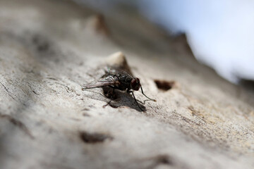  black fly on the tree