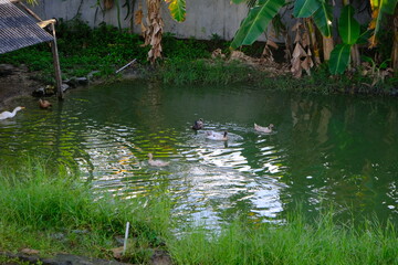 A flock of ducks swimming in the pond