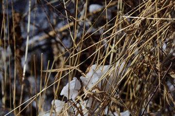 Winterliches altes Gras, das durch Schnee bricht im Winter als Hintergrund mit Struktur