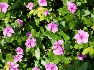 Catharanthus roseus or madagascar periwinkle purple flowers. herbal plant