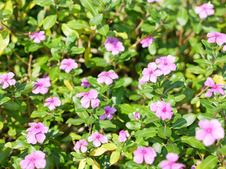 Catharanthus roseus or madagascar periwinkle purple flowers. herbal plant