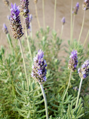 Obraz premium beautiful lavender purple blossom closes up in summer