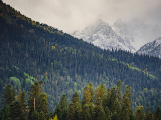 Amazing highlands autumn day. trees on edge of hill in fall colors. Travel to the North Caucasus, Arkhyz, Russia, road to Dukkinsky lakes.