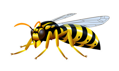 Yellow striped common wasp, a poisonous insect, a symbol of danger, for a logo or emblem. Color vector illustration isolated on a white background in the style of clipart and cartoon.