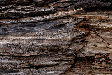 Brown dark wood rotten texture for background.
