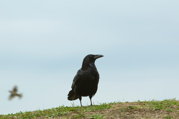 カラス