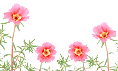 Obraz na płótnie Canvas Pink red flowers of moss rose, floral card isolated on white background